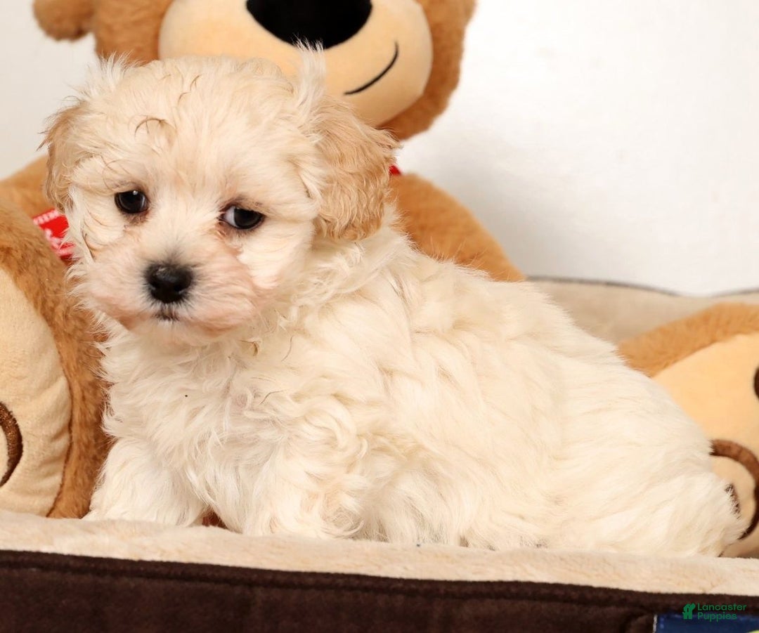 Maltipoo dogs for sale: Danny - Ad 8