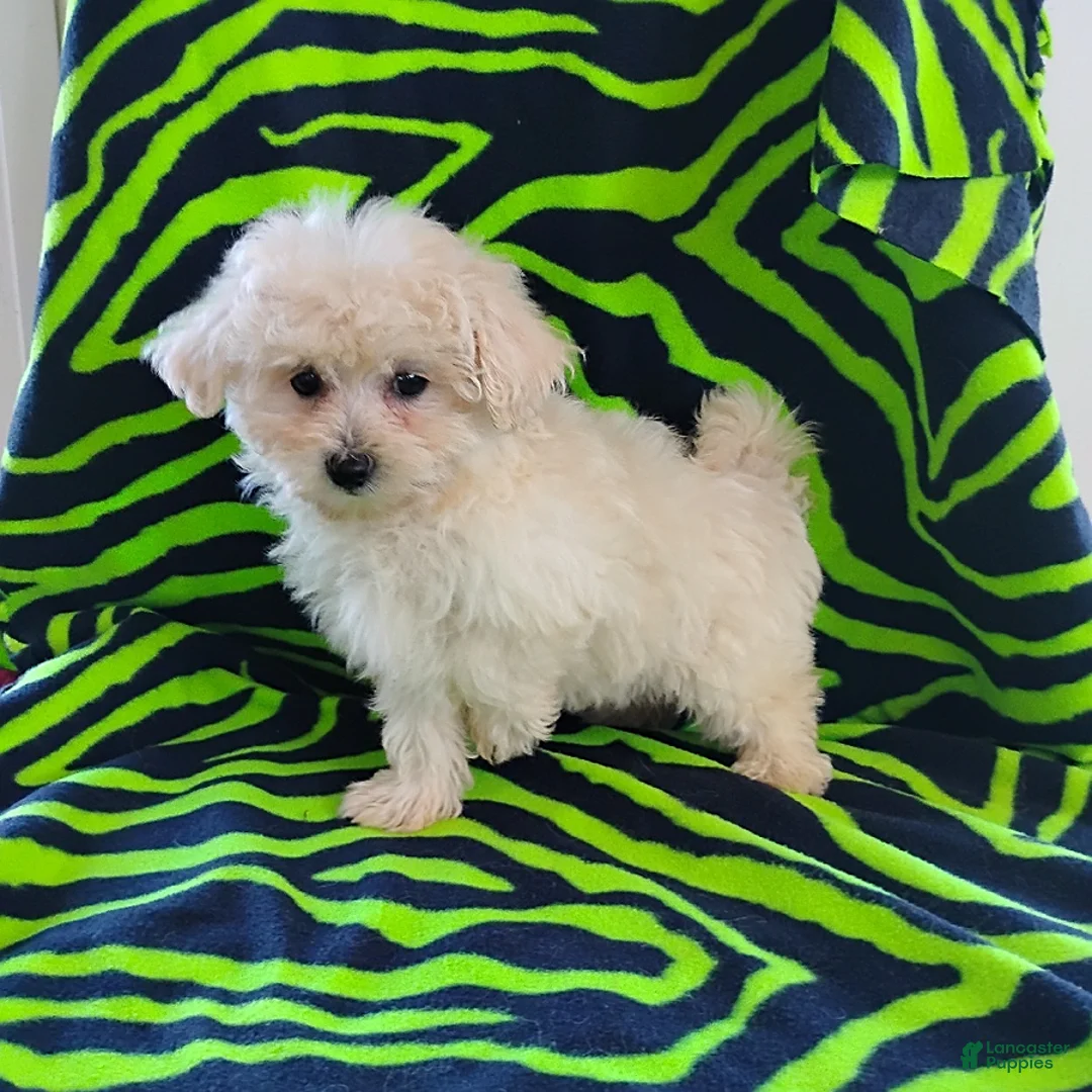 Maltipoo dogs for sale: Benson - Ad 1