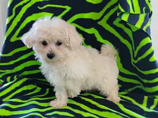 Maltipoo dogs Benson - Ad 42