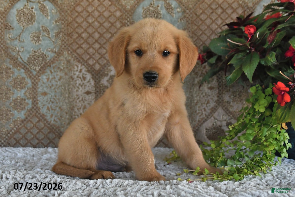 Golden Retriever dogs Axel - Ad 1