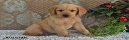 Golden Retriever dogs for sale: Axel - Ad 1