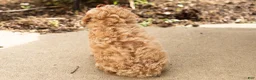 Miniature Poodle dogs for sale: Pansy  - Ad 4