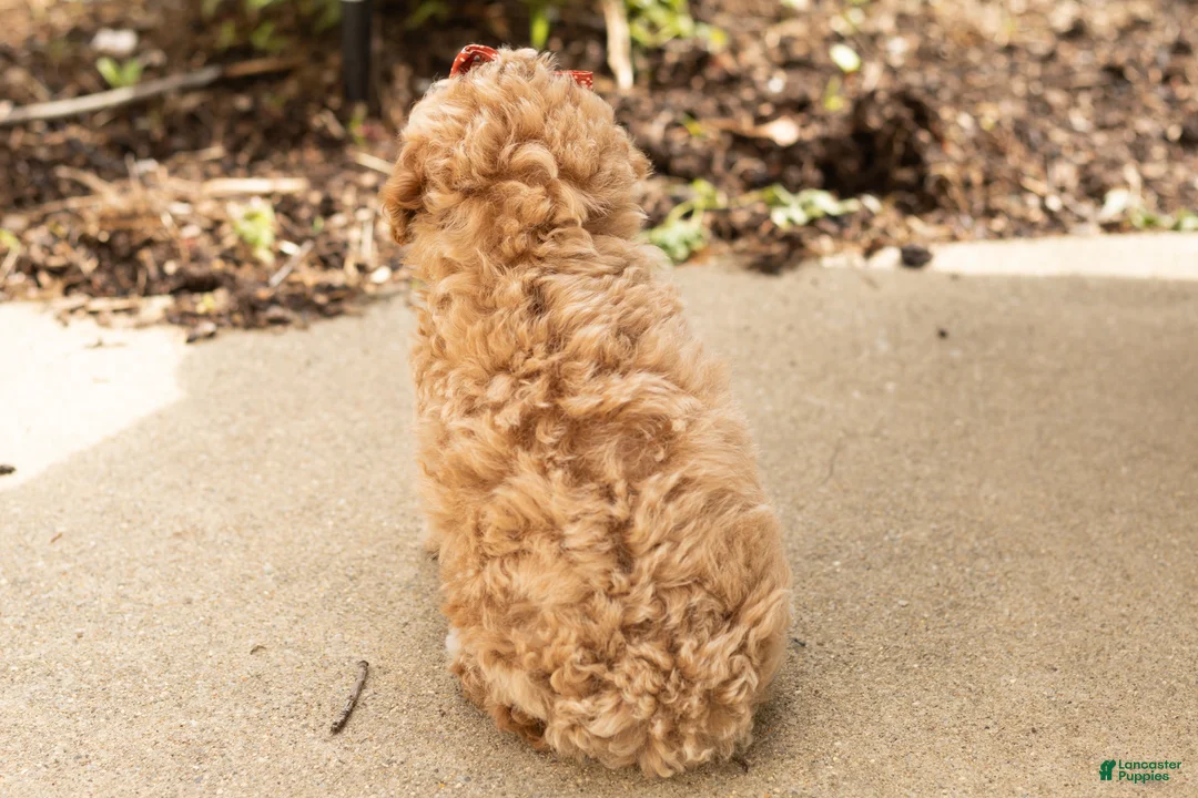 Miniature Poodle dogs for sale: Pansy  - Ad 4