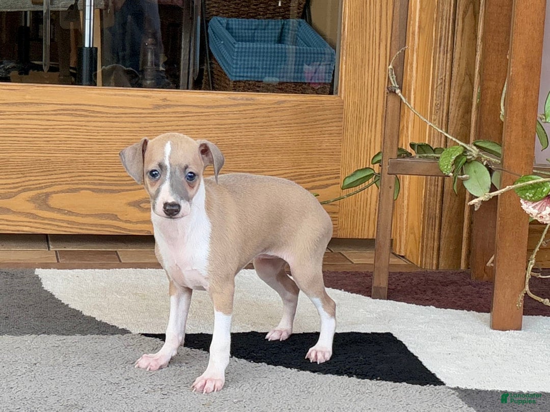 Italian Greyhound dogs for sale: Trina - Ad 3
