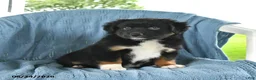 Miniature Australian Shepherd dogs for sale: Licorice  - Ad 5