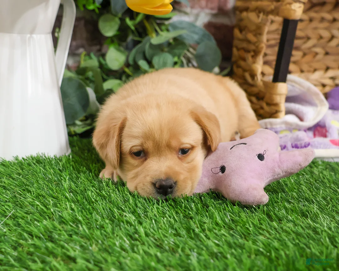 Labrador Retriever dogs for sale: Esther - Ad 5