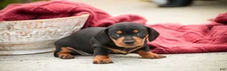 Miniature Dachshund dogs for sale: CeCe - Ad 3
