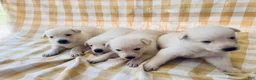 German Shepherd dogs for sale: Sparrow - Ad 2