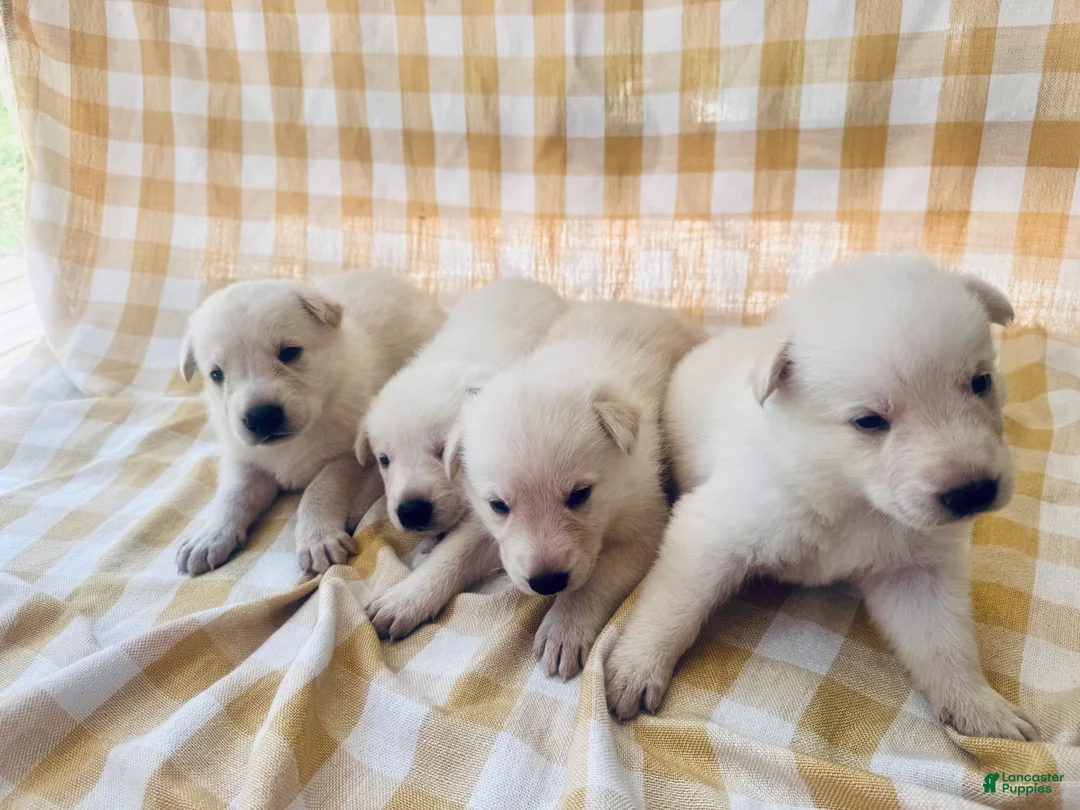 German Shepherd dogs for sale: Sparrow - Ad 2