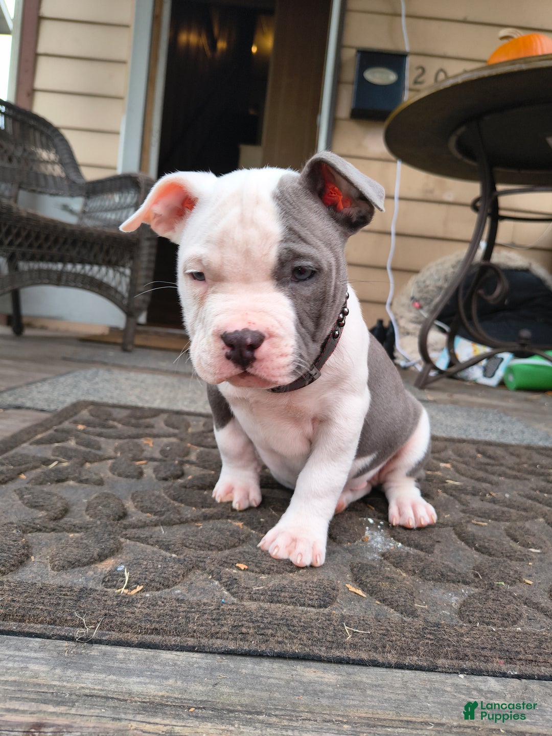 Gallery Image {{count}}