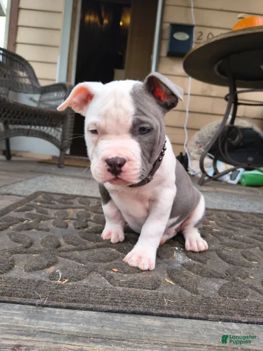 Gallery Image {{count}}