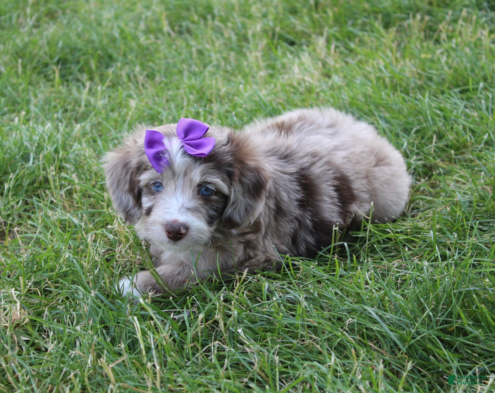 Mini Aussiedoodle dogs for sale: Jasmine 🎀 - Ad 4