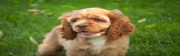 Cocker Spaniel dogs for sale: Alexa Cocker Spaniel  - Ad 3