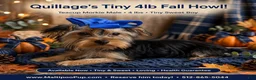 Morkie dogs for sale: Quillage - Ad 1
