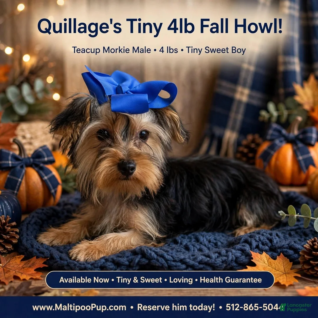 Morkie dogs for sale: Quillage - Ad 1