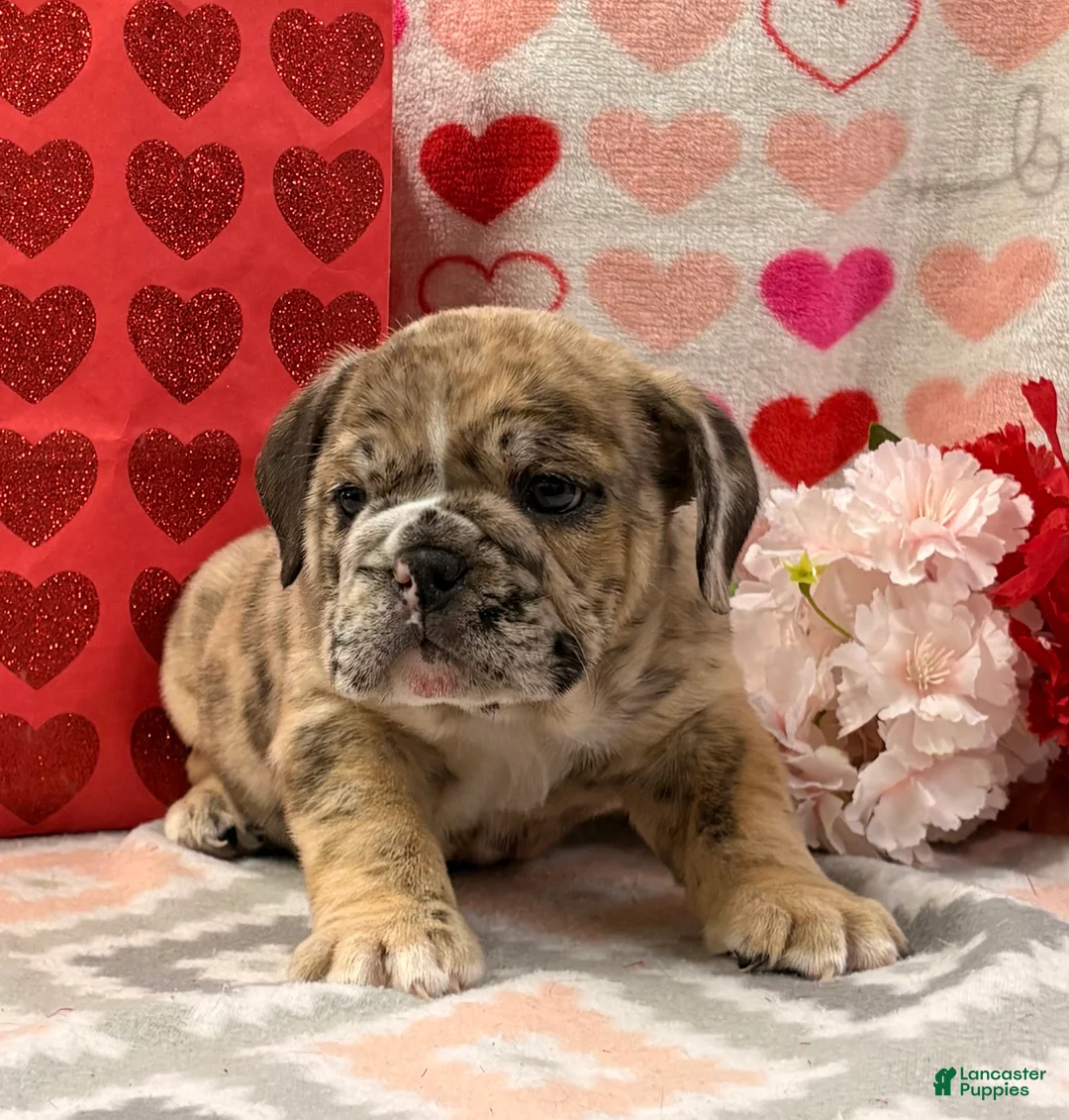 English Bulldog dogs for sale: Sweetie - Ad 3
