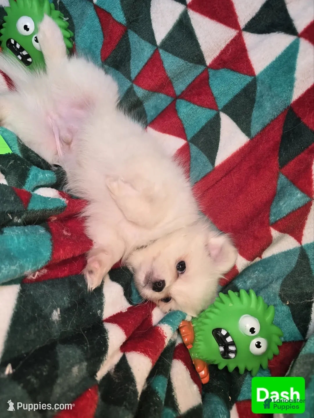 Mixed Breed dogs for sale: Dashing (Pom + Peke) - Ad 3