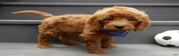 Mini Goldendoodle dogs for sale: Rusty - Ad 4