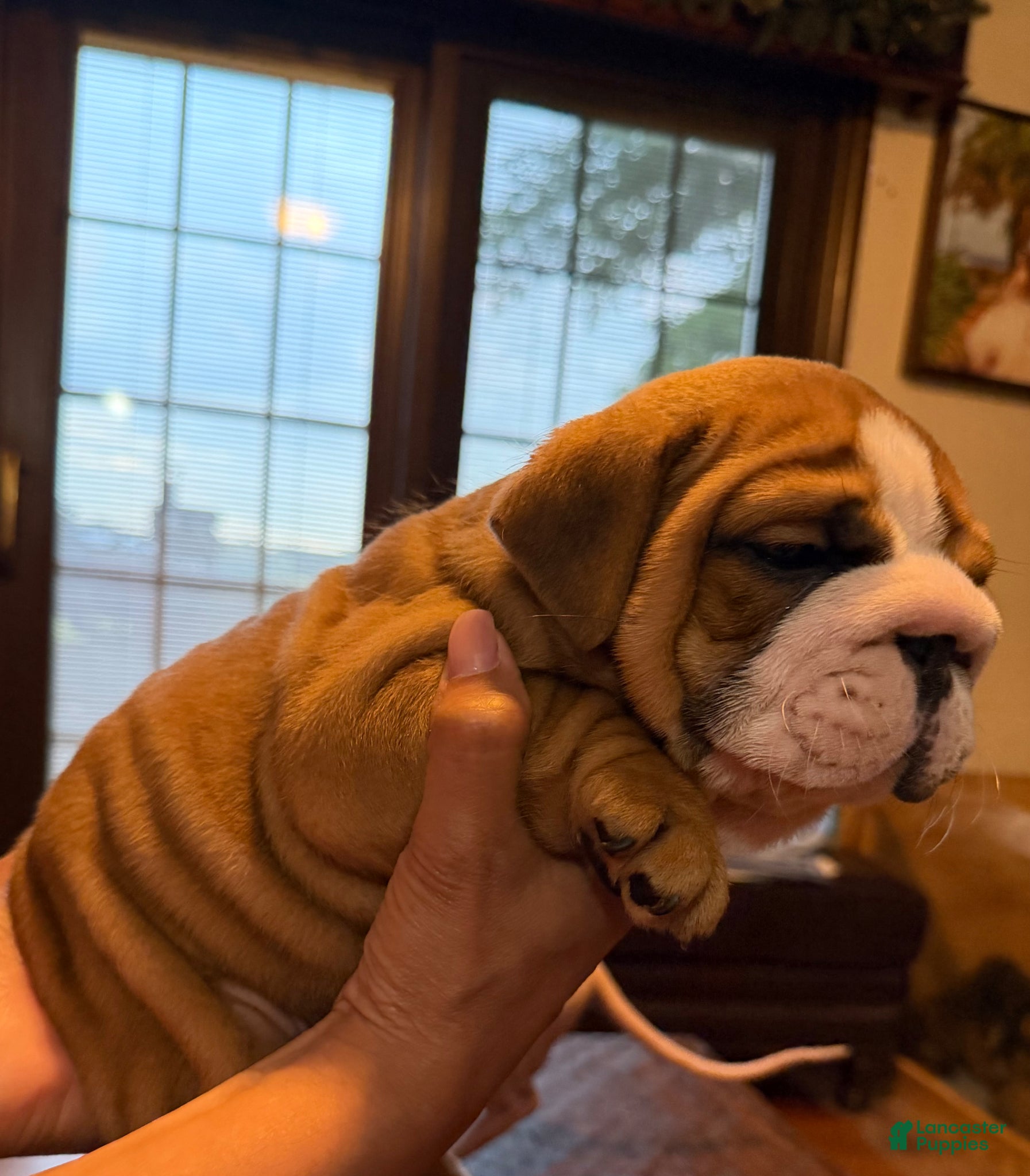 English Bulldog dogs Puppy 6 - Ad 41