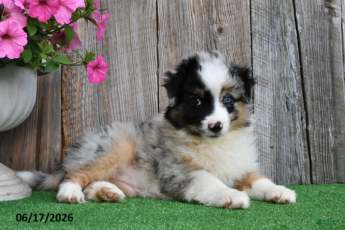 Miniature Australian Shepherd dogs Raine - Ad 2