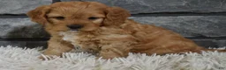 Cavapoo dogs for sale: Parker - Ad 3