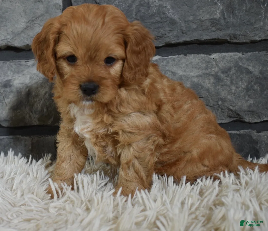 Cavapoo dogs for sale: Parker - Ad 3
