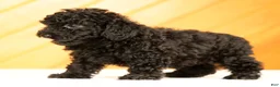 Toy Poodle dogs for sale: Demi - Ad 4