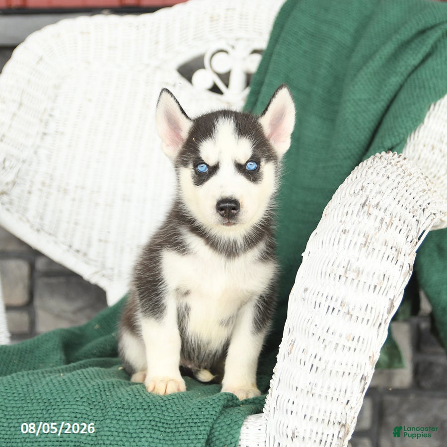 Siberian Husky dogs Victor - Ad 1
