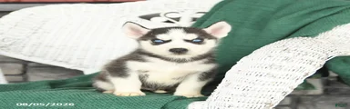 Victor