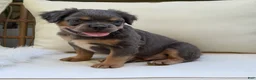 French Bulldog dogs for sale: Cash - Ad 8