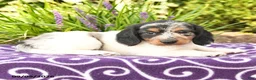 Miniature Dachshund dogs for sale: Owen - Ad 3