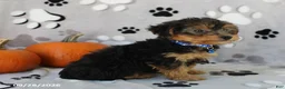 Yorkiepoo dogs for sale: Sparky - Ad 5