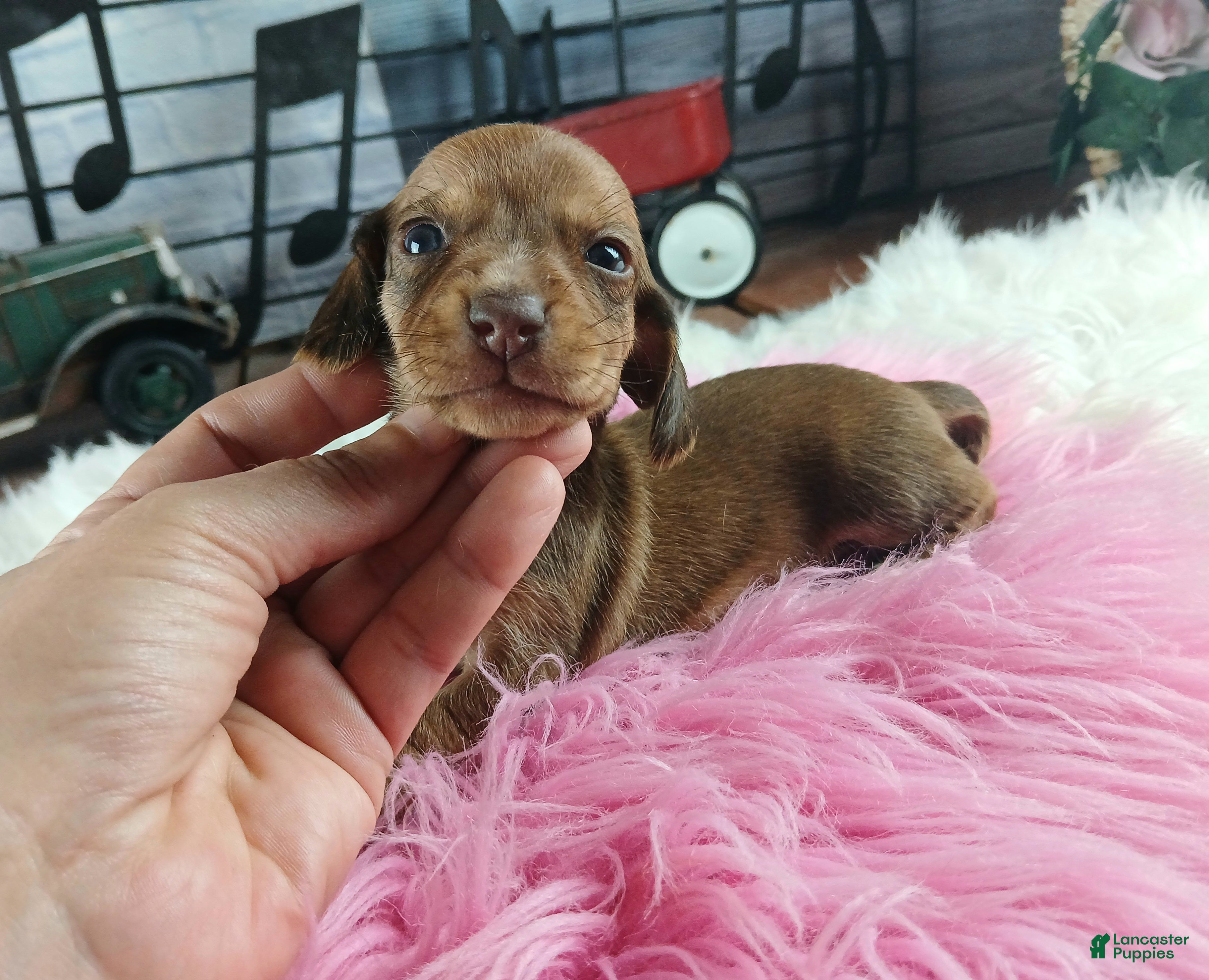 Dachshund dogs Nationwide delivery. Sugar pies red girl - Ad 15