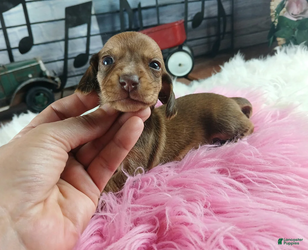 Dachshund dogs for sale: Nationwide delivery. Sugar pies red girl - Ad 1
