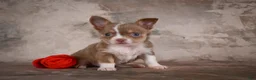Chihuahua dogs for sale: Eli - Ad 4
