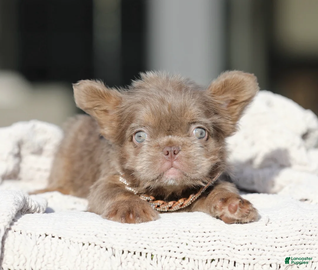 French Bulldog dogs for sale: EMPRESS - TEDDY BEAR COAT EXOTIC HYPOALLERGENIC SUPER FLUFFY IN  LA CA - Ad 1