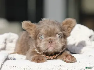 French Bulldog dogs EMPRESS - TEDDY BEAR COAT EXOTIC HYPOALLERGENIC SUPER FLUFFY IN LA CA - Ad 25