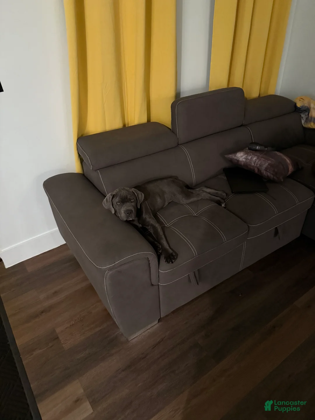 Cane Corso dogs for sale: Cane Corso Puppy 1 - Ad 2