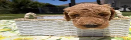 Goldendoodle dogs for sale: Pickles - Ad 5