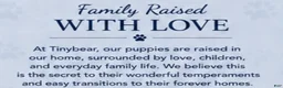 Shih Tzu dogs for sale: Minnie’s girl - Ad 3