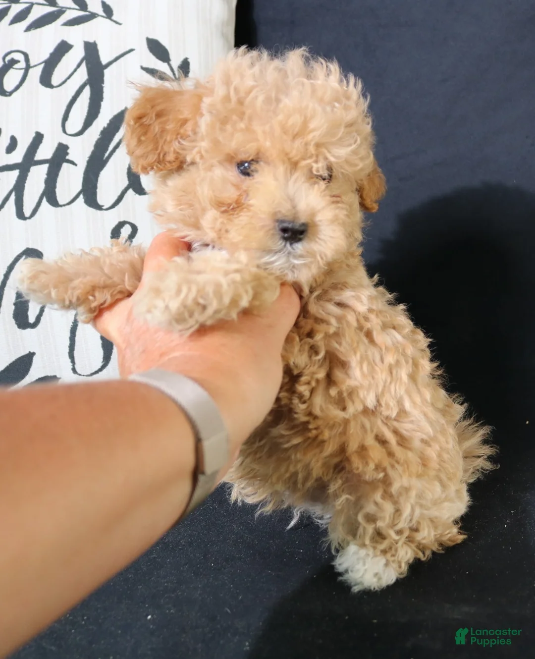 Maltipoo dogs for sale: Max - Ad 2
