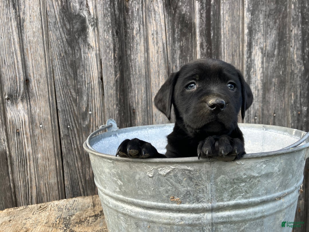 Labrador Retriever dogs for sale: Labrador Retriever Puppy 9 - Ad 3
