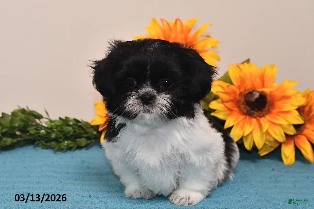 Shih Tzu dogs for sale: Ivy - Ad 5