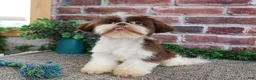 Shih Tzu dogs for sale: Andre - Ad 4