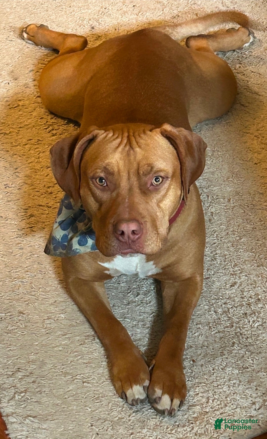 American Bully dogs for sale: NUTMEG  - Ad 7