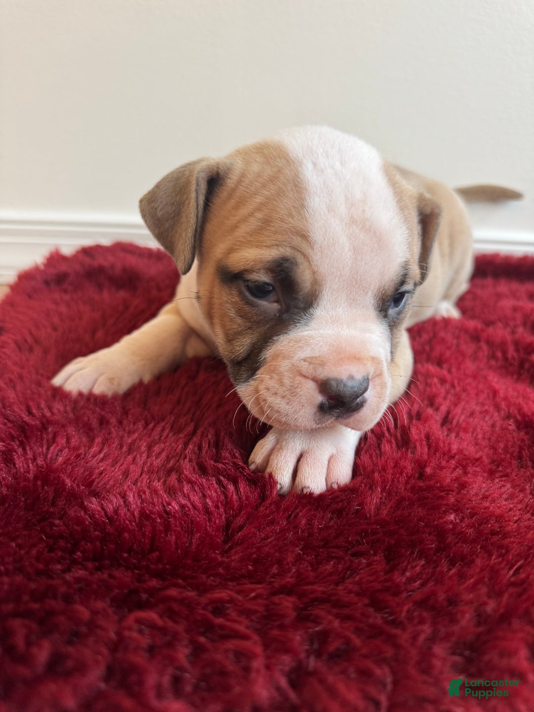 American Bully dogs for sale: Gigi - Ad 7