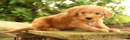 Mini Goldendoodle dogs for sale: Mason - Ad 2
