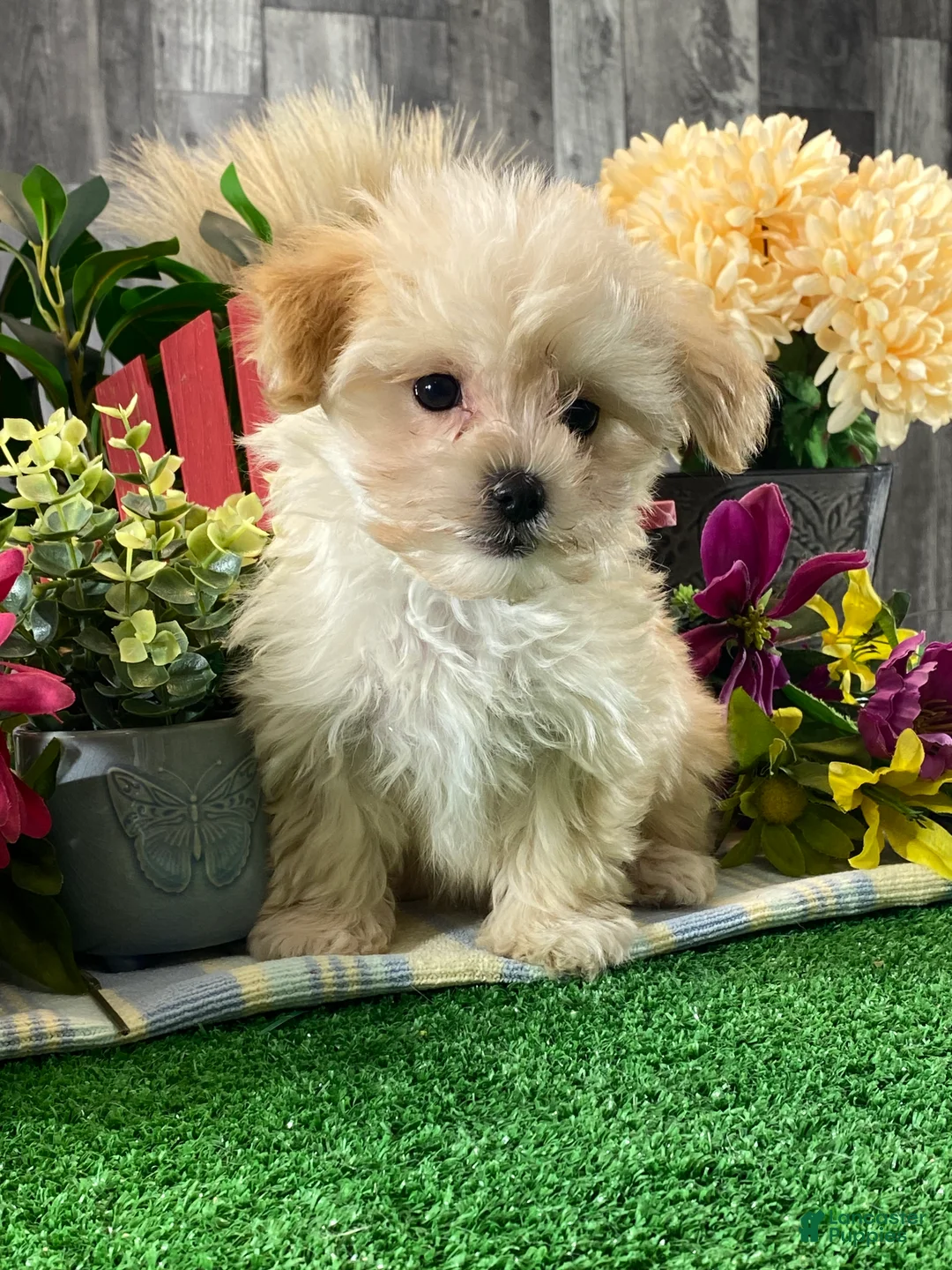 Maltipoo dogs for sale: Molly - Ad 2
