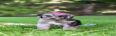 Mimi