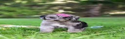 Sheepadoodle dogs for sale: Mimi - Ad 1